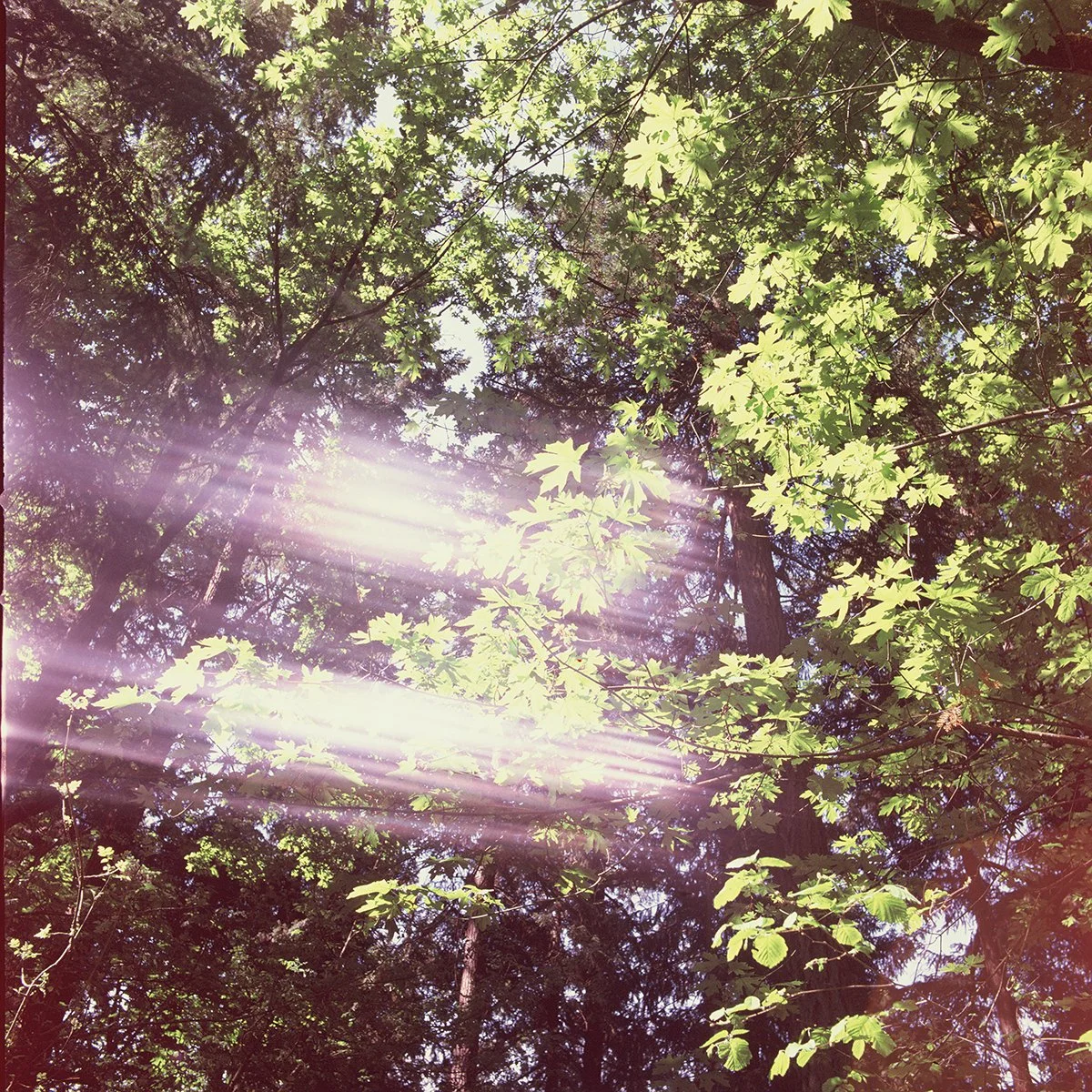 Joshua Phelps, "A Streak of Light Hits the Upward Gaze, photography, 12 x 12 inches. 