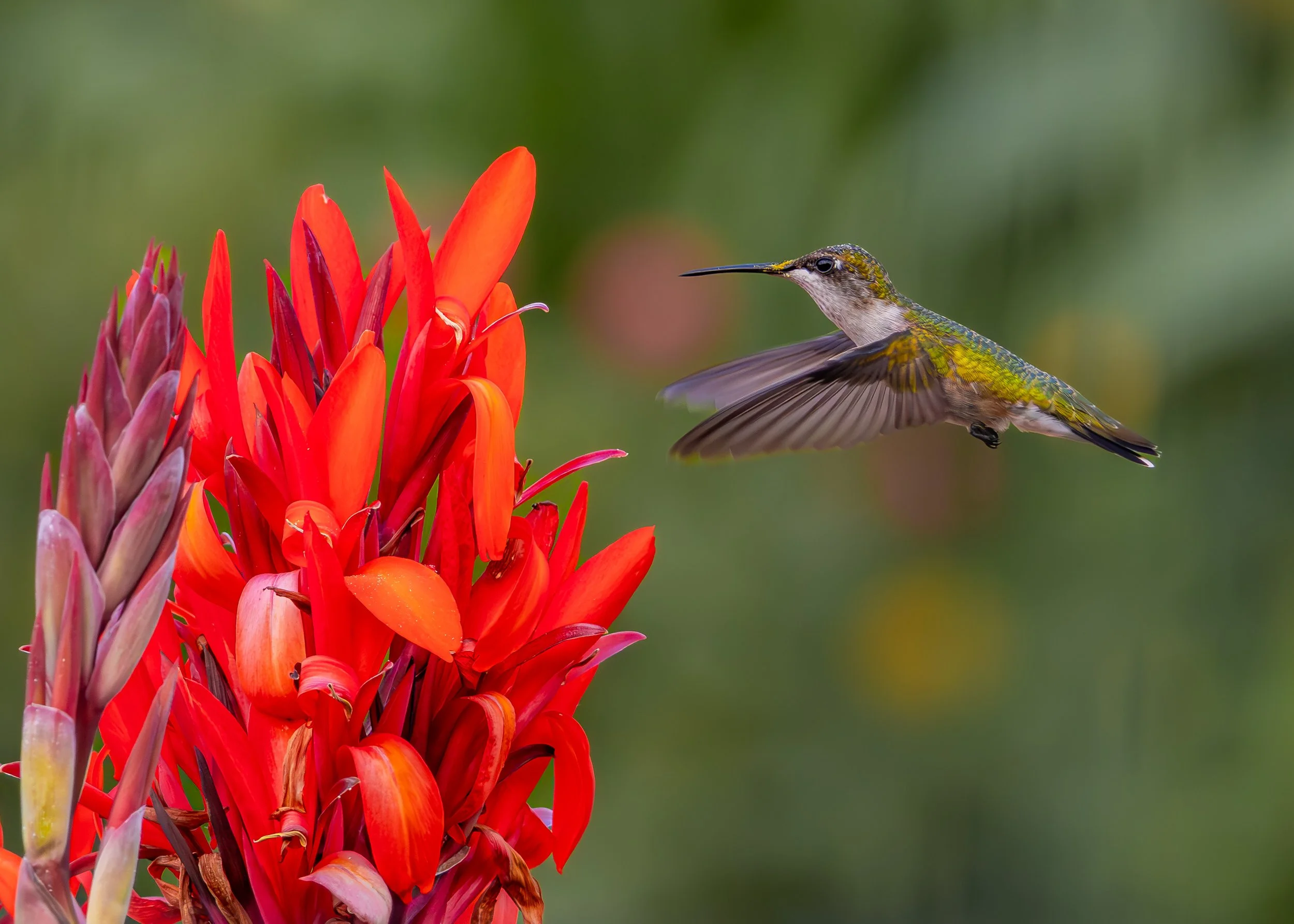 Bradley Grear Photography