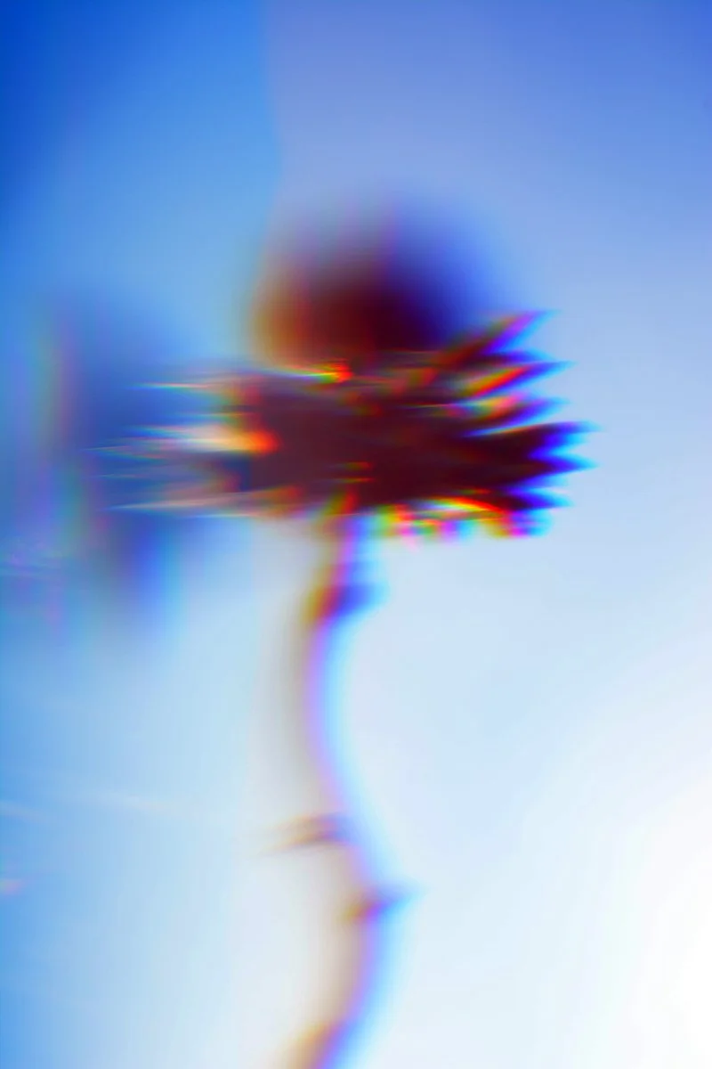 Daniel Dienelt, "gifts from the sky series", photography, 10 x 8 inches.