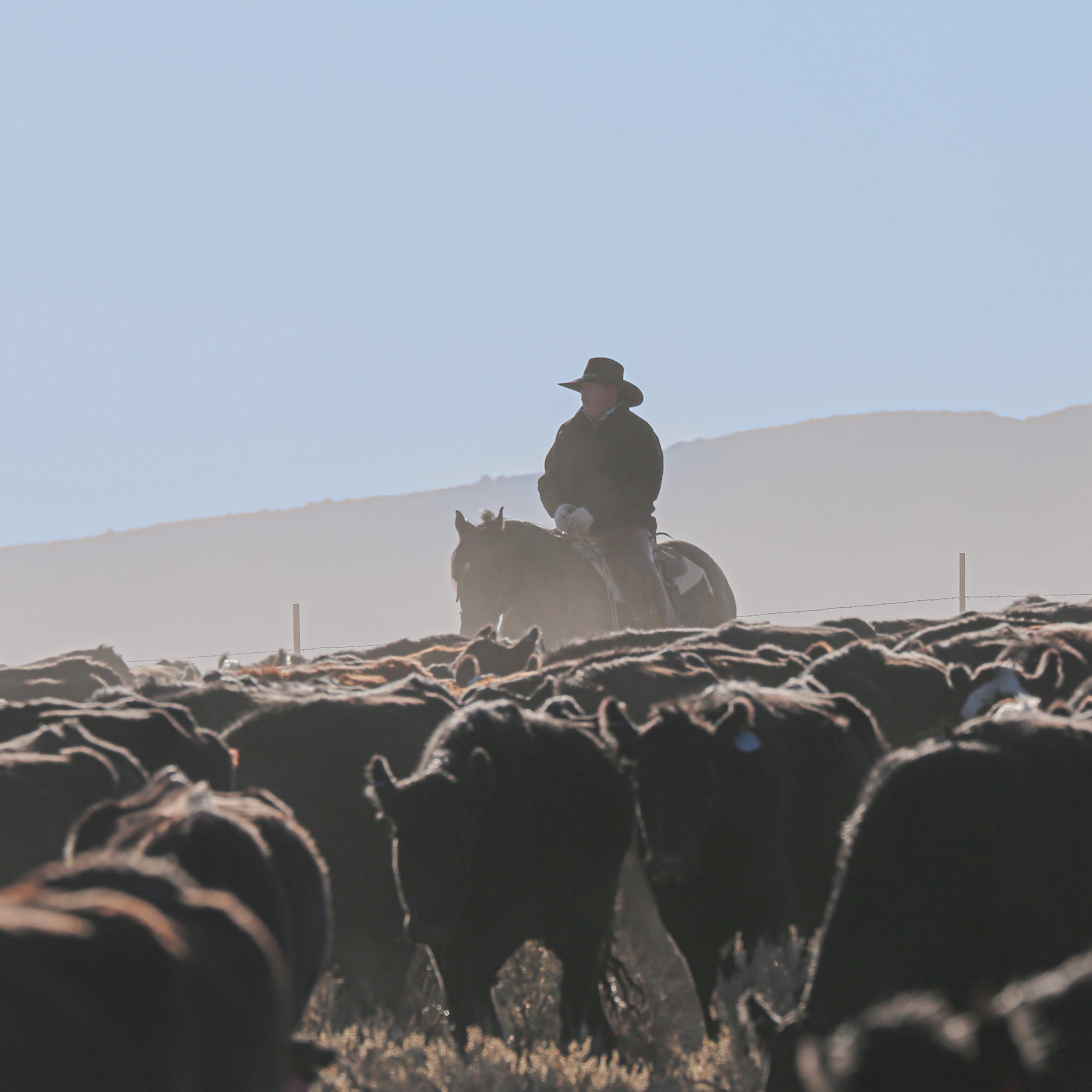 Arrow B Grass Fed Beef | 100% Grass Fed Beef