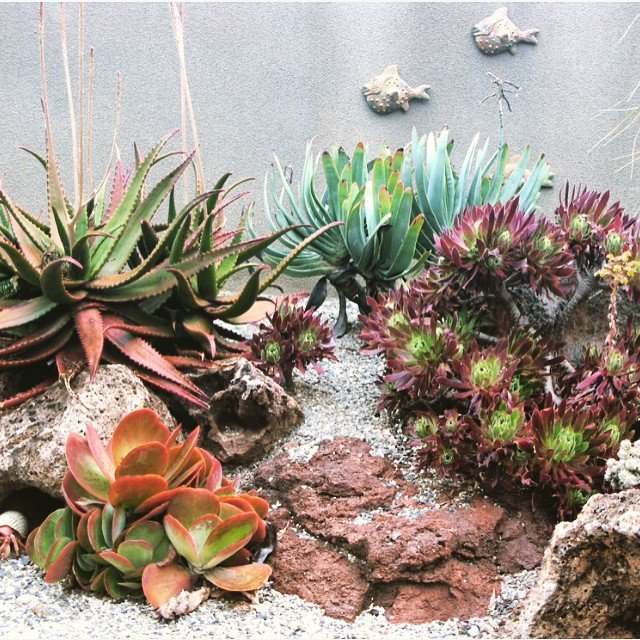 home design with succulents