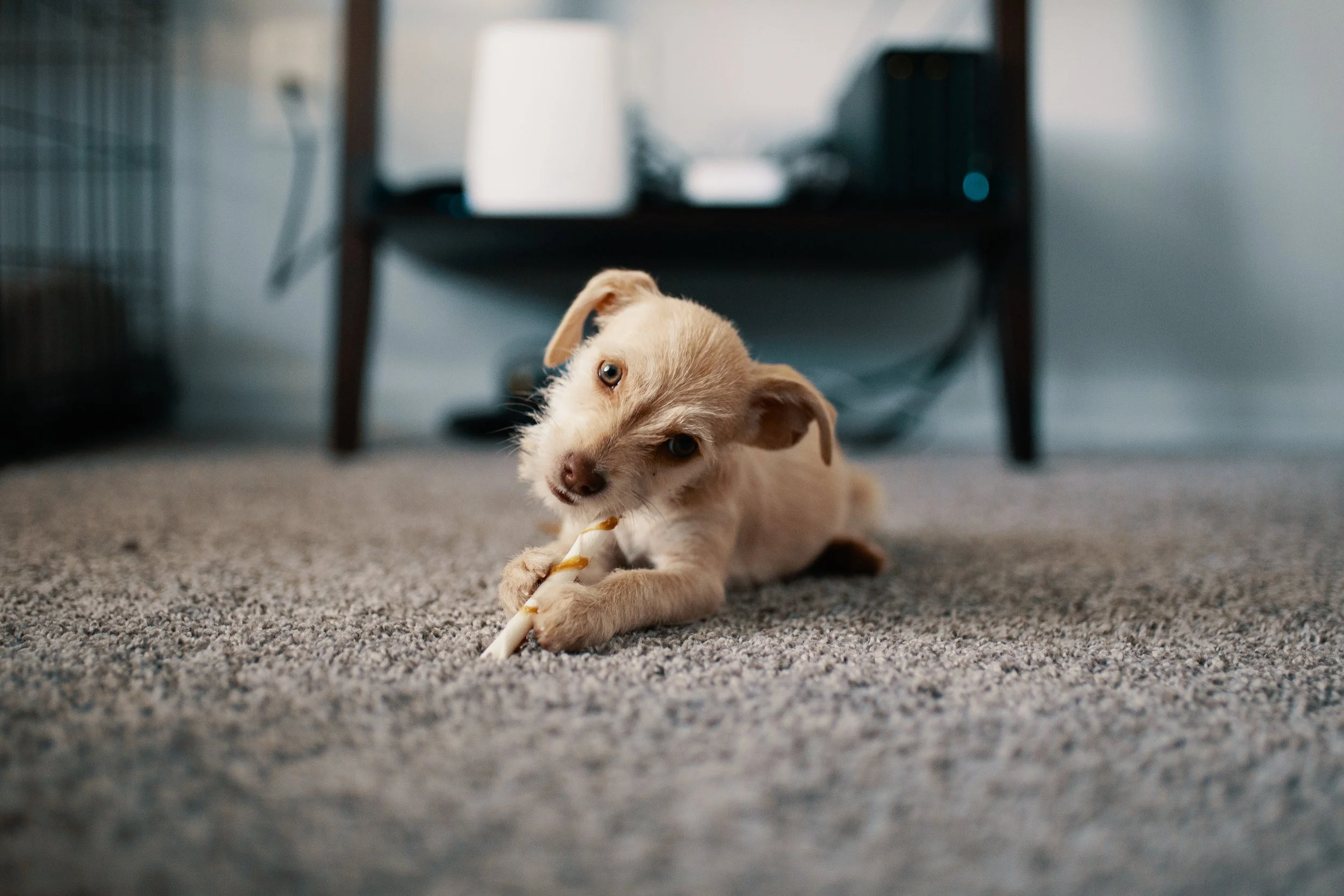 The Link Between Clean Carpets and Allergies: How Proper Maintenance Can Alleviate Symptoms