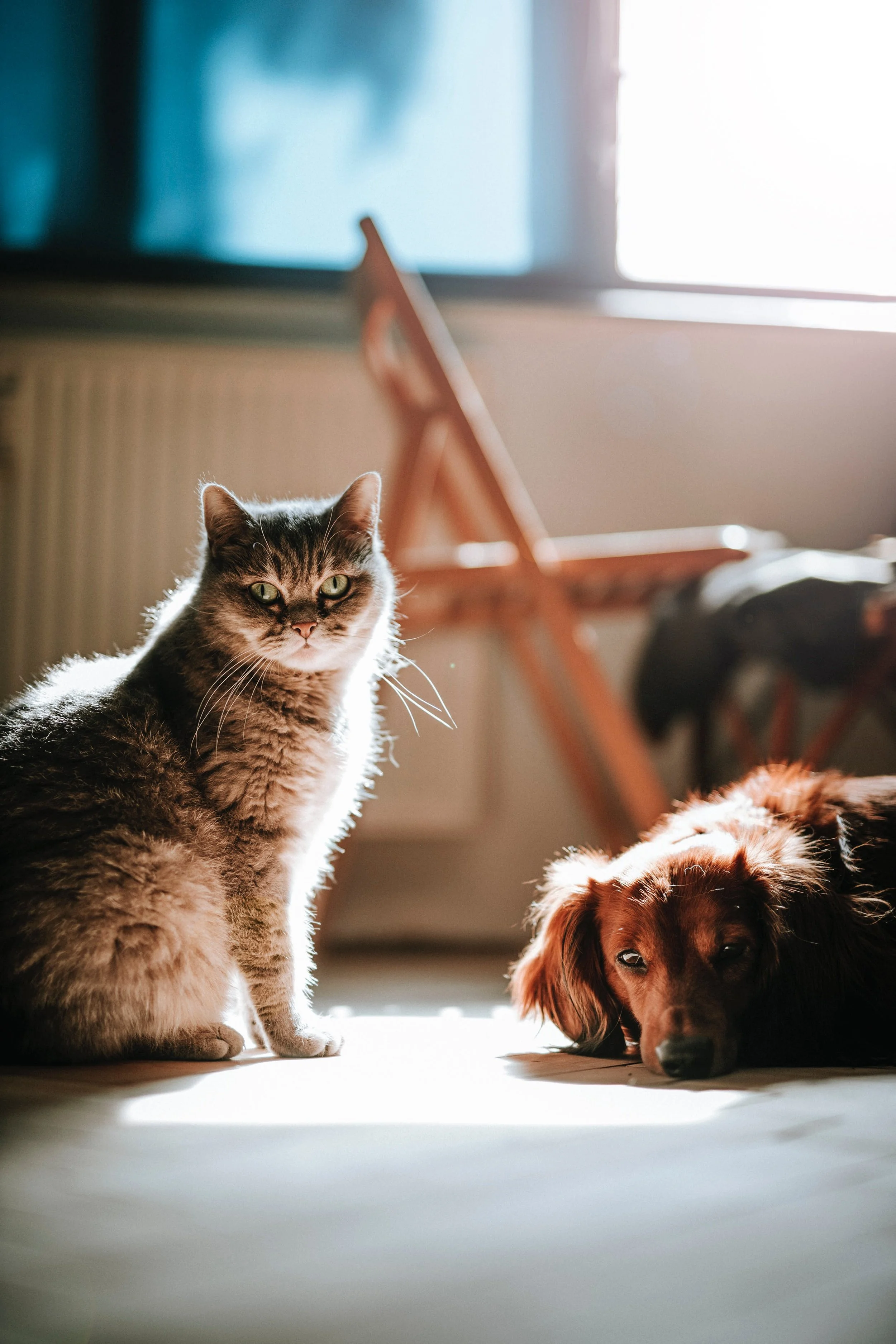 Paws, Purrs, and Clean Air: Air Duct Cleaning for Pet-Loving Homes in Grand Rapids