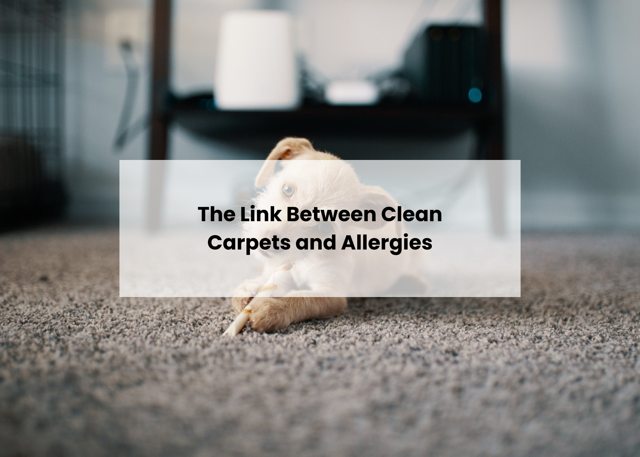 The Link Between Clean Carpets and Allergies