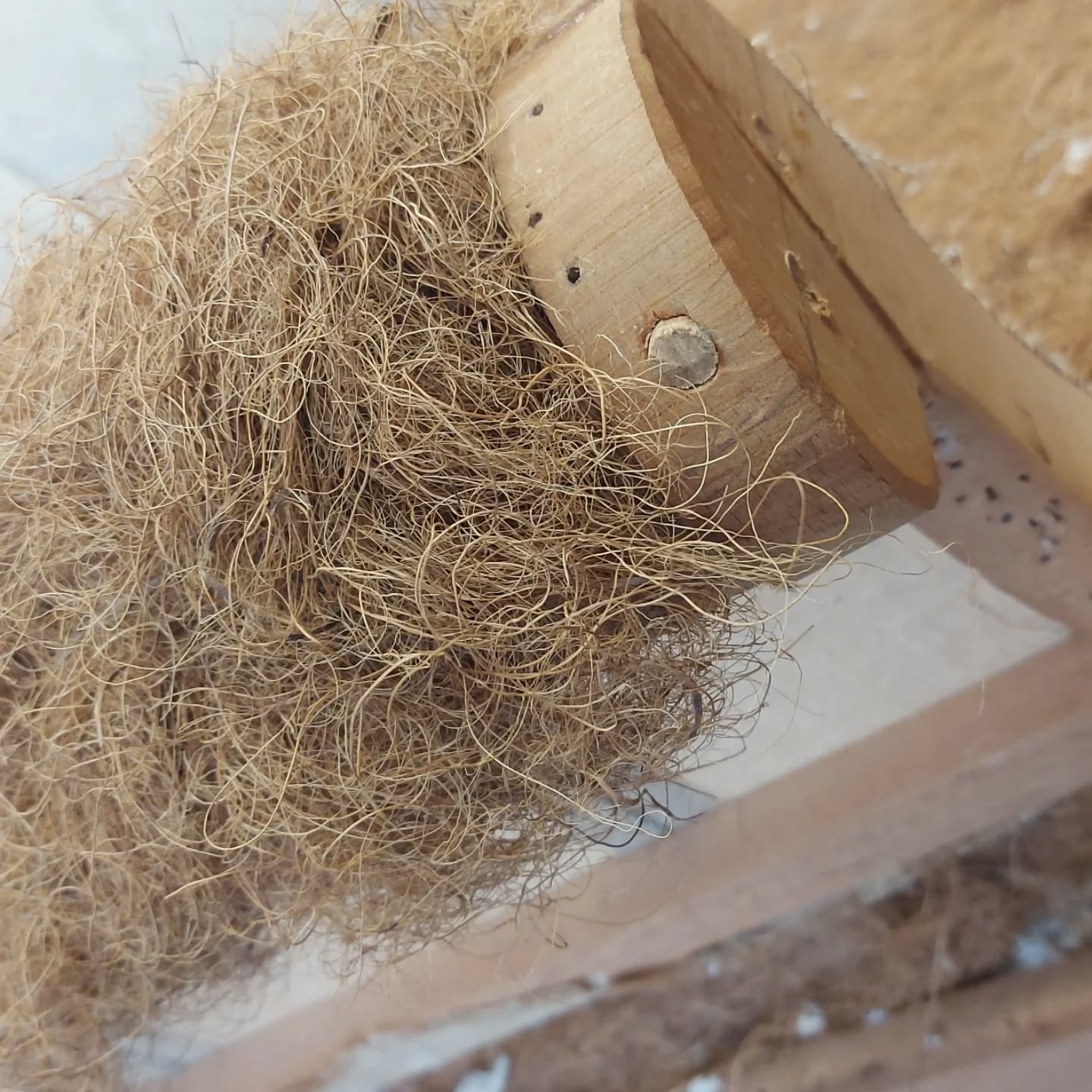 This is some of what I have been upto in the last few weeks. Hauling out the bag some of those beautiful traditional upholstery techniques and blending them with some more modern (time saving, but still all natural) rubberised hair/coir sheet materia