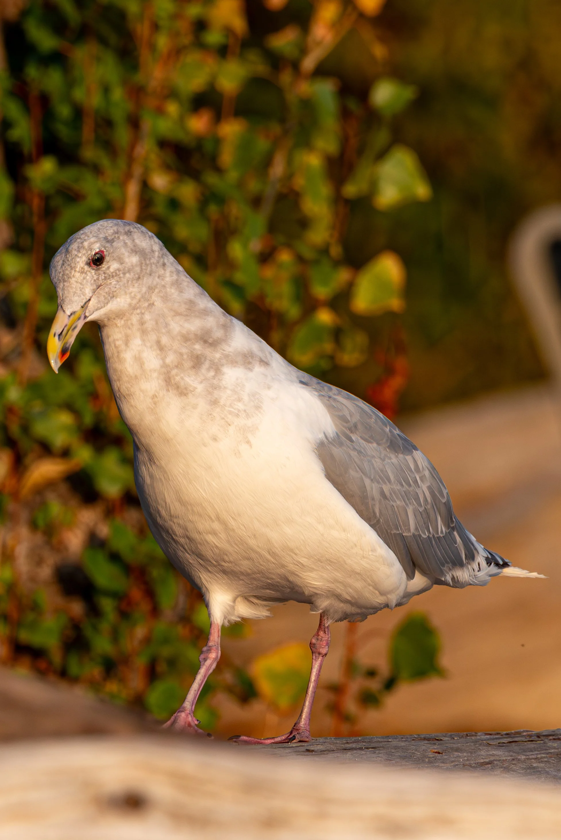 DSC_4364.jpg