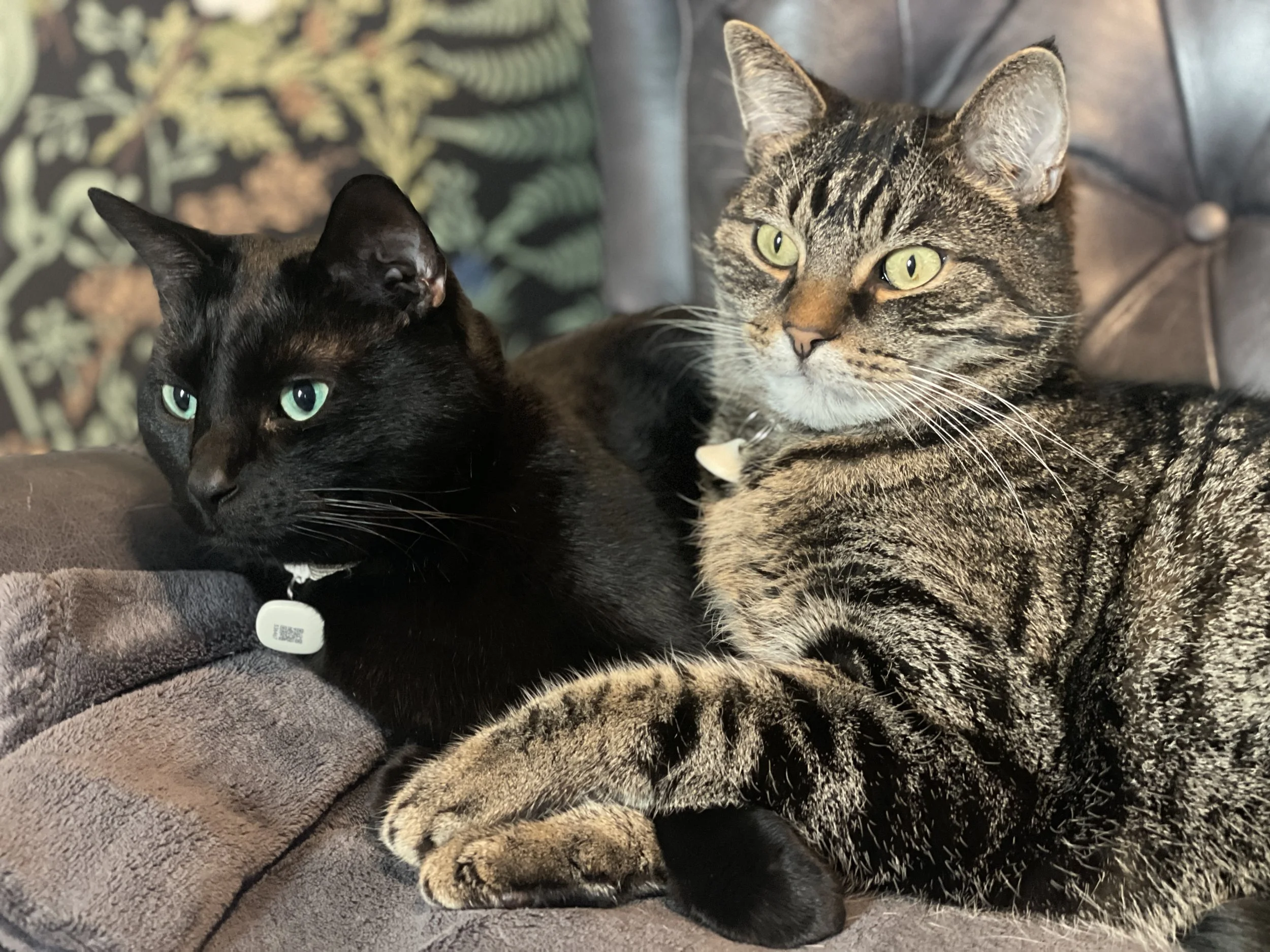 RVing with Cats: Everything We've Learned Traveling with Two Feline Co-Pilots