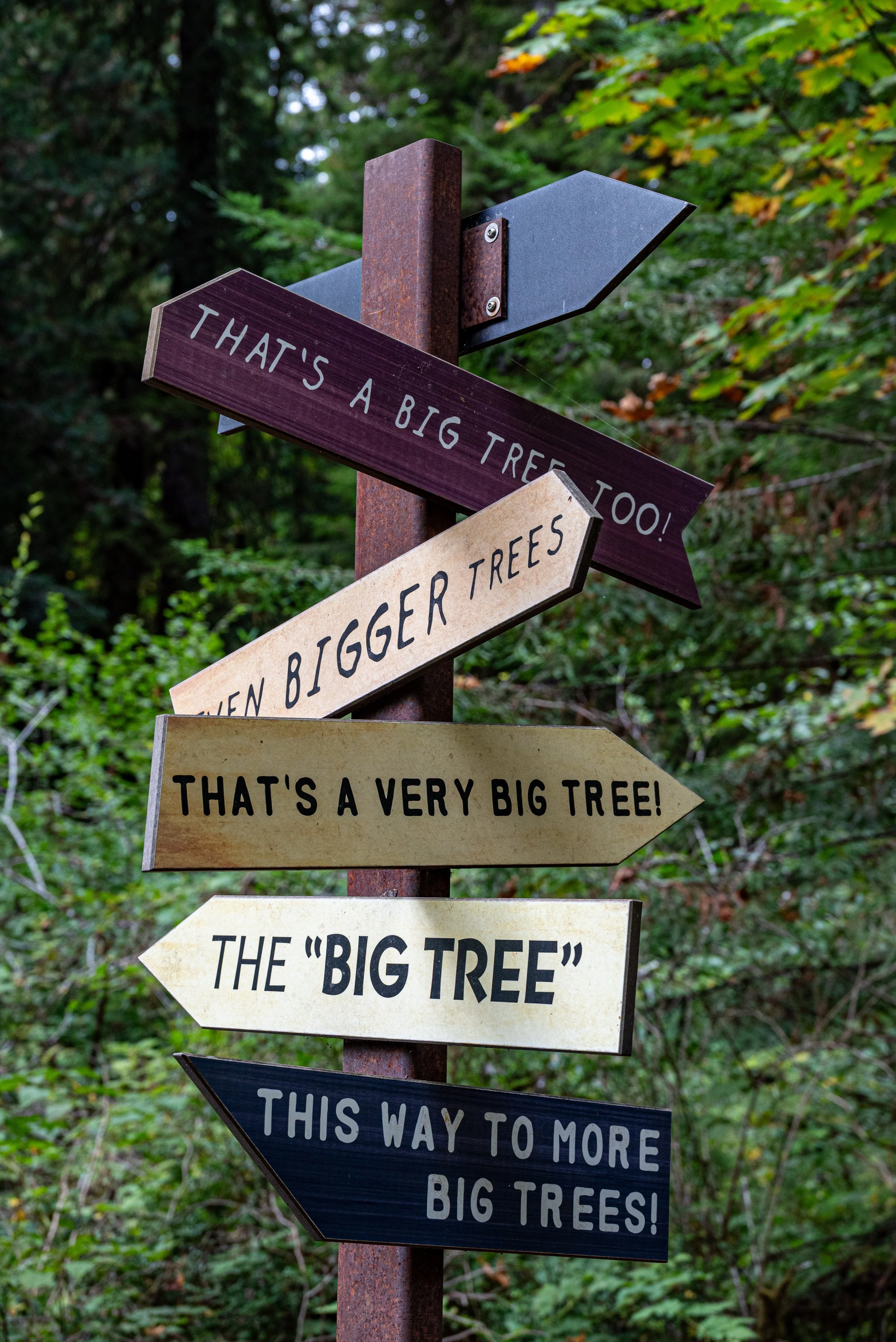 Big Trees, Big Adventures &amp; One Very Determined Cat