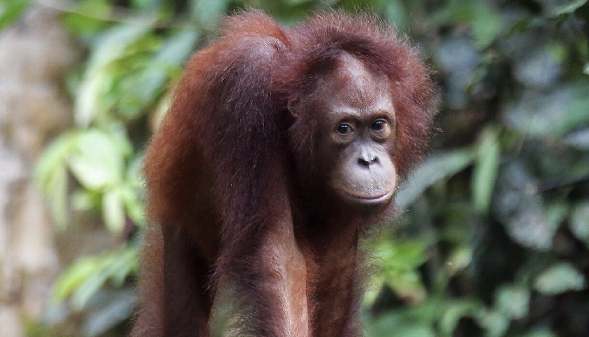 Mongabay: See an orangutan, take a photo, earn some money: A viable conservation model?