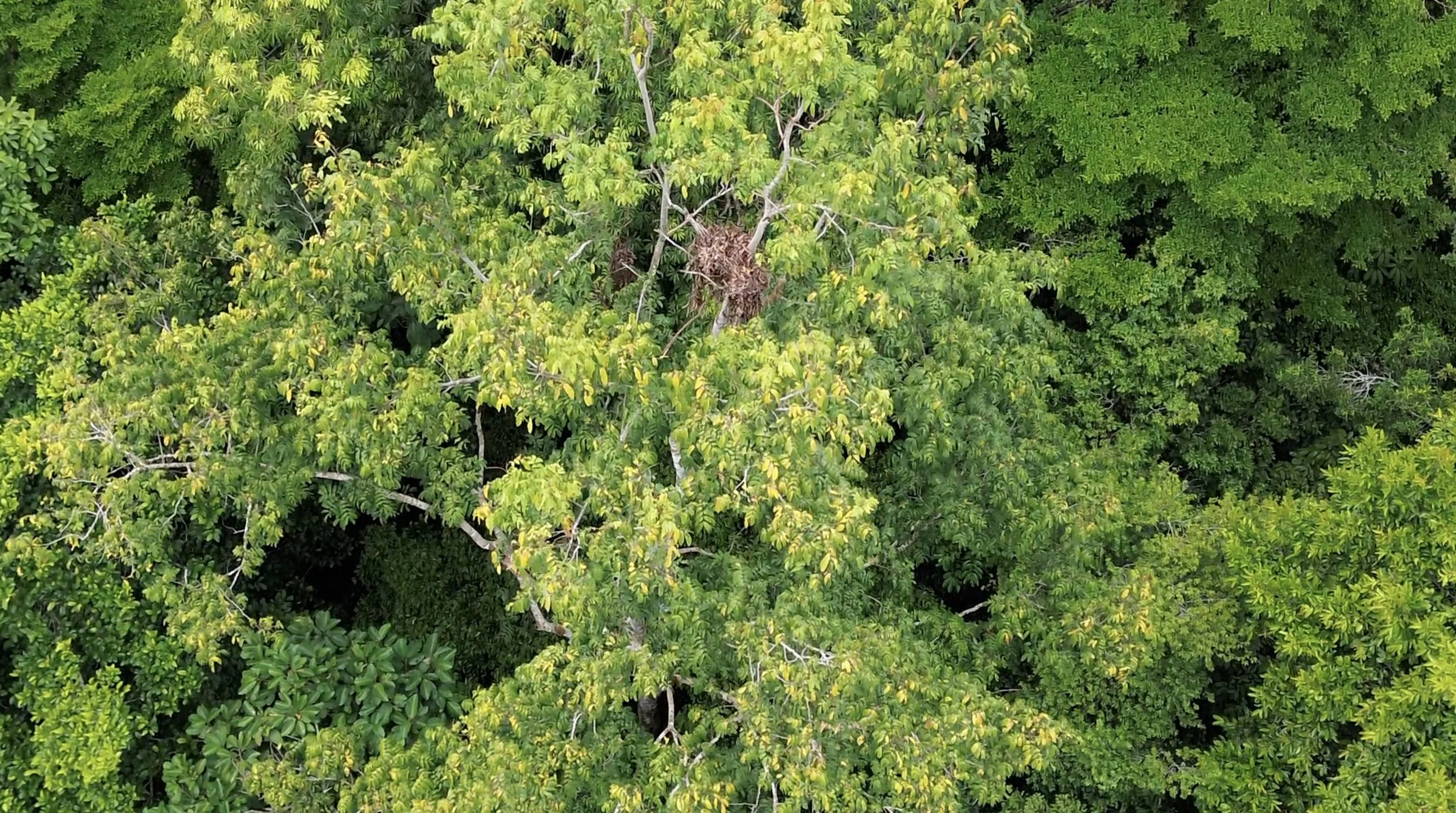 Nest 01.jpg