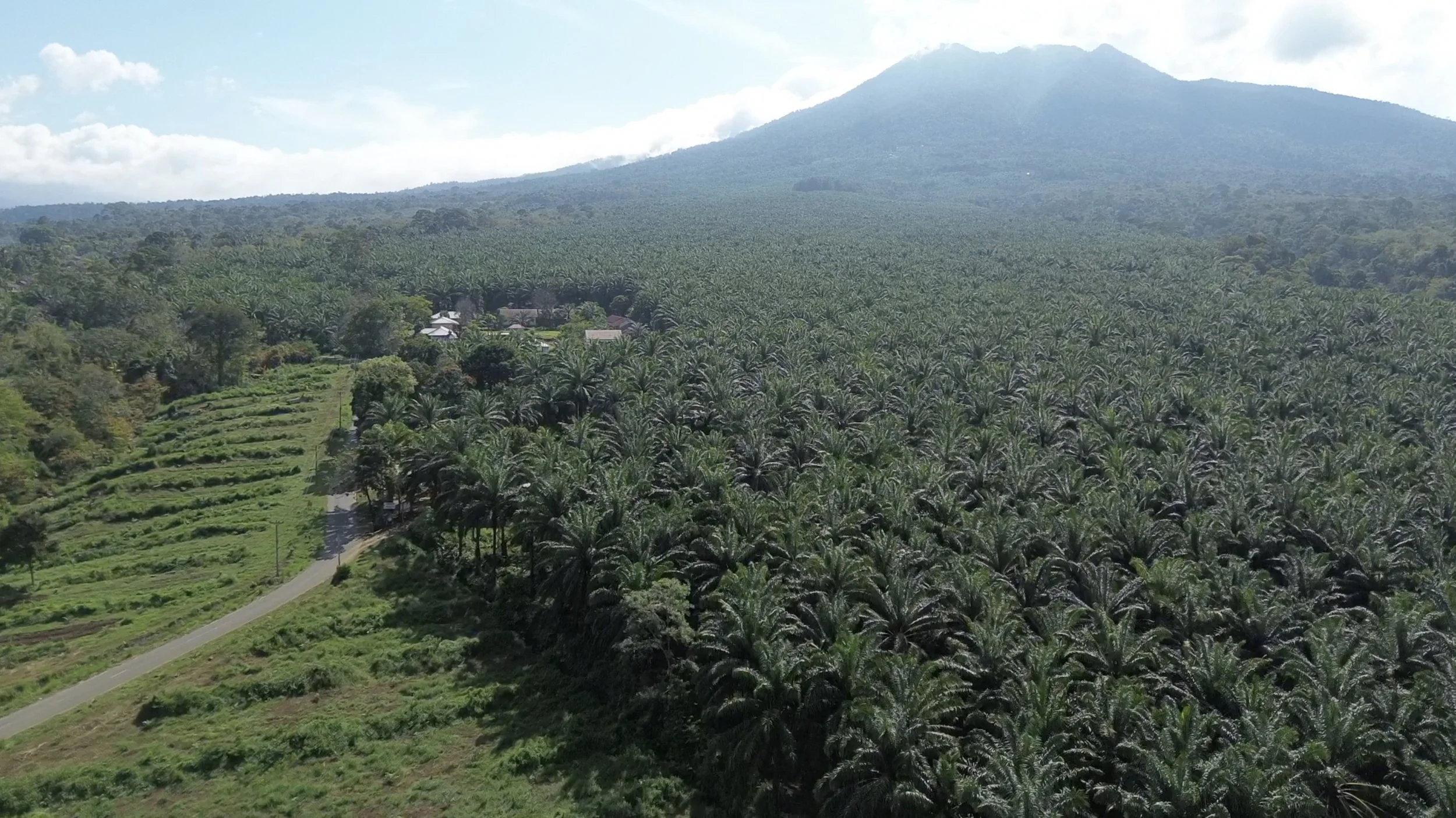 Palm oil plantation 02.jpg