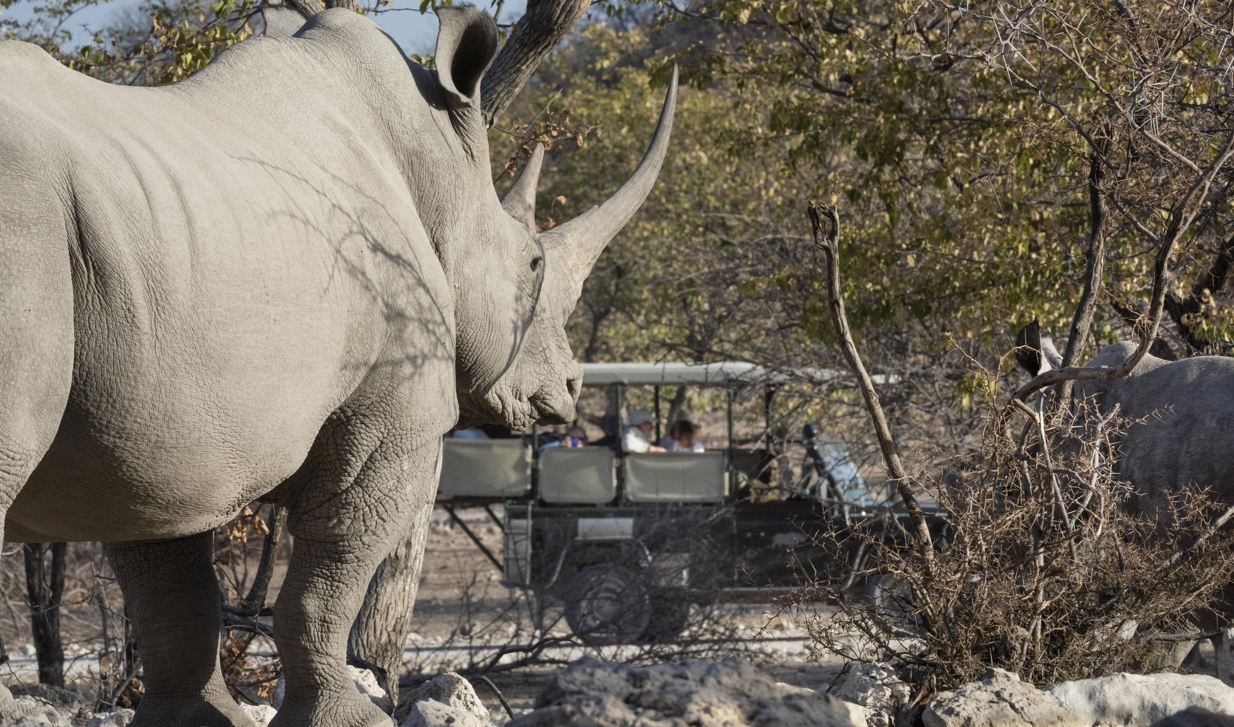 Ongava Game Reserve _5.jpg