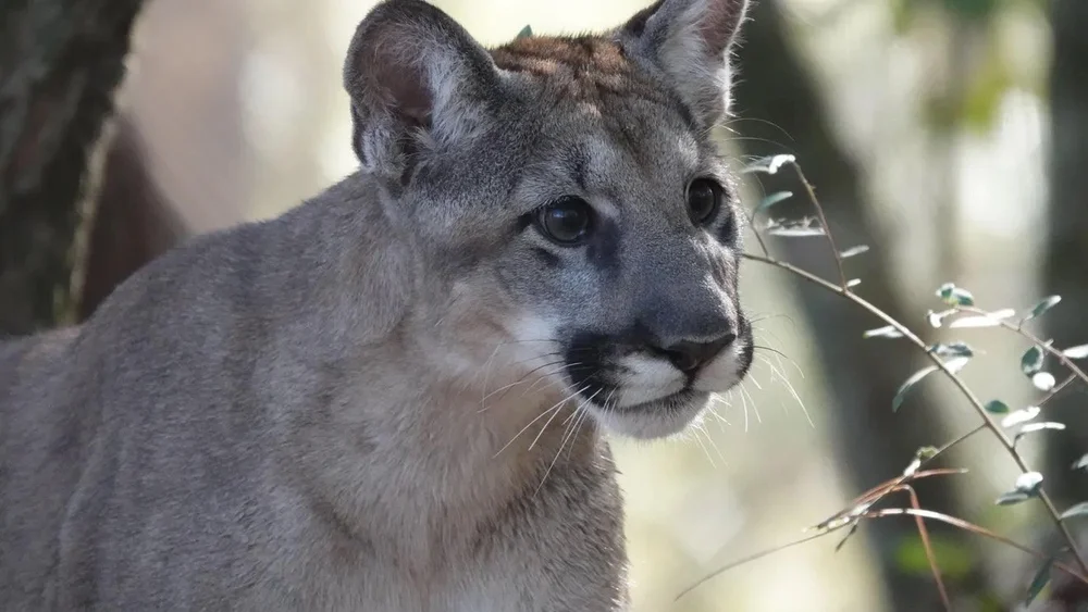 Orphaned Florida panther kittens thriving at Nassau County wildlife refuge   TWF CAUSES