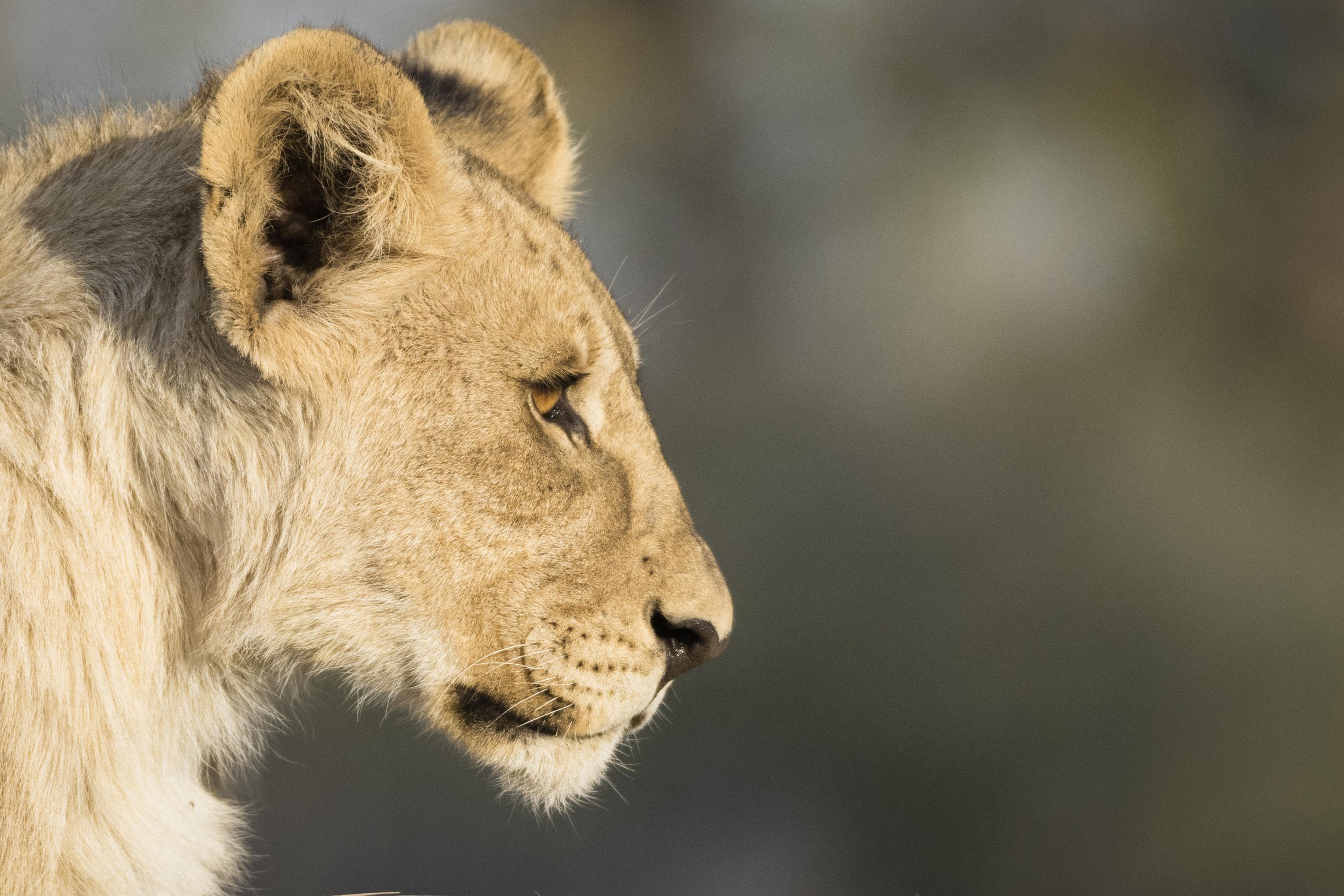 Ongava Game Reserve _6.jpg