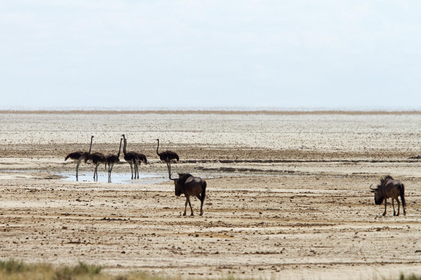 Excursions_into_Etosha_National_Park.jpg