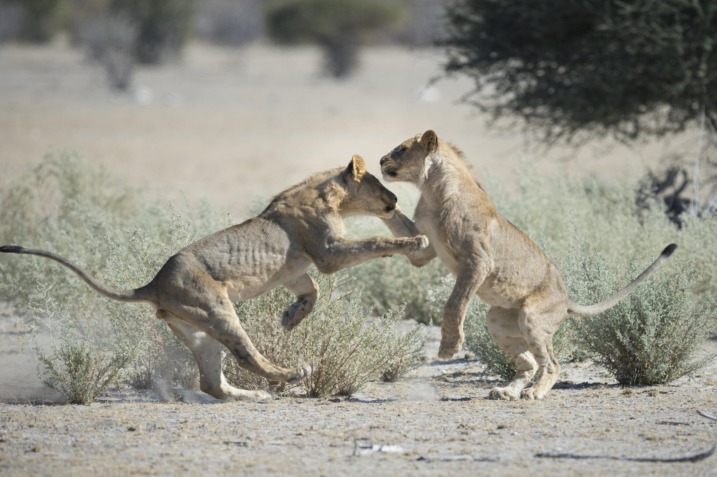 Ongava Game Reserve _8.jpg