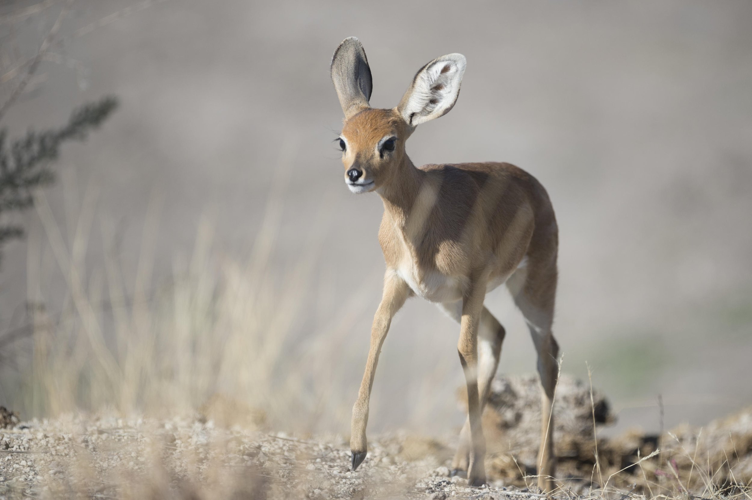 Ongava Game Reserve_5.jpg