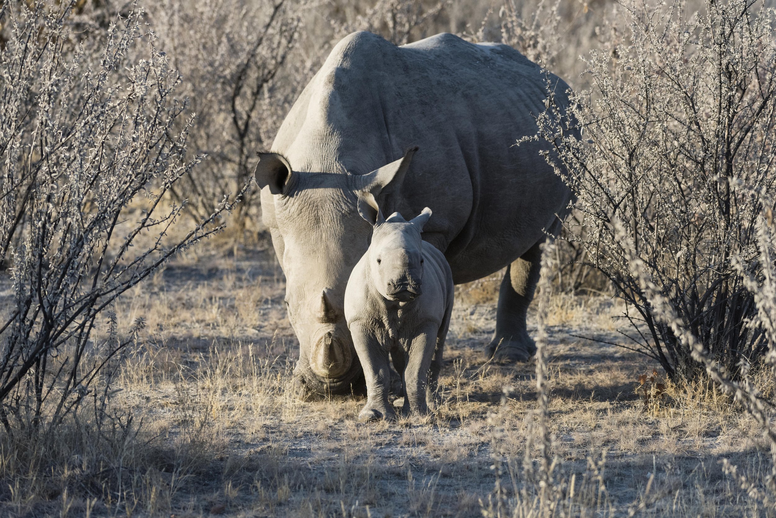 Ongava Game Reserve _4.jpg
