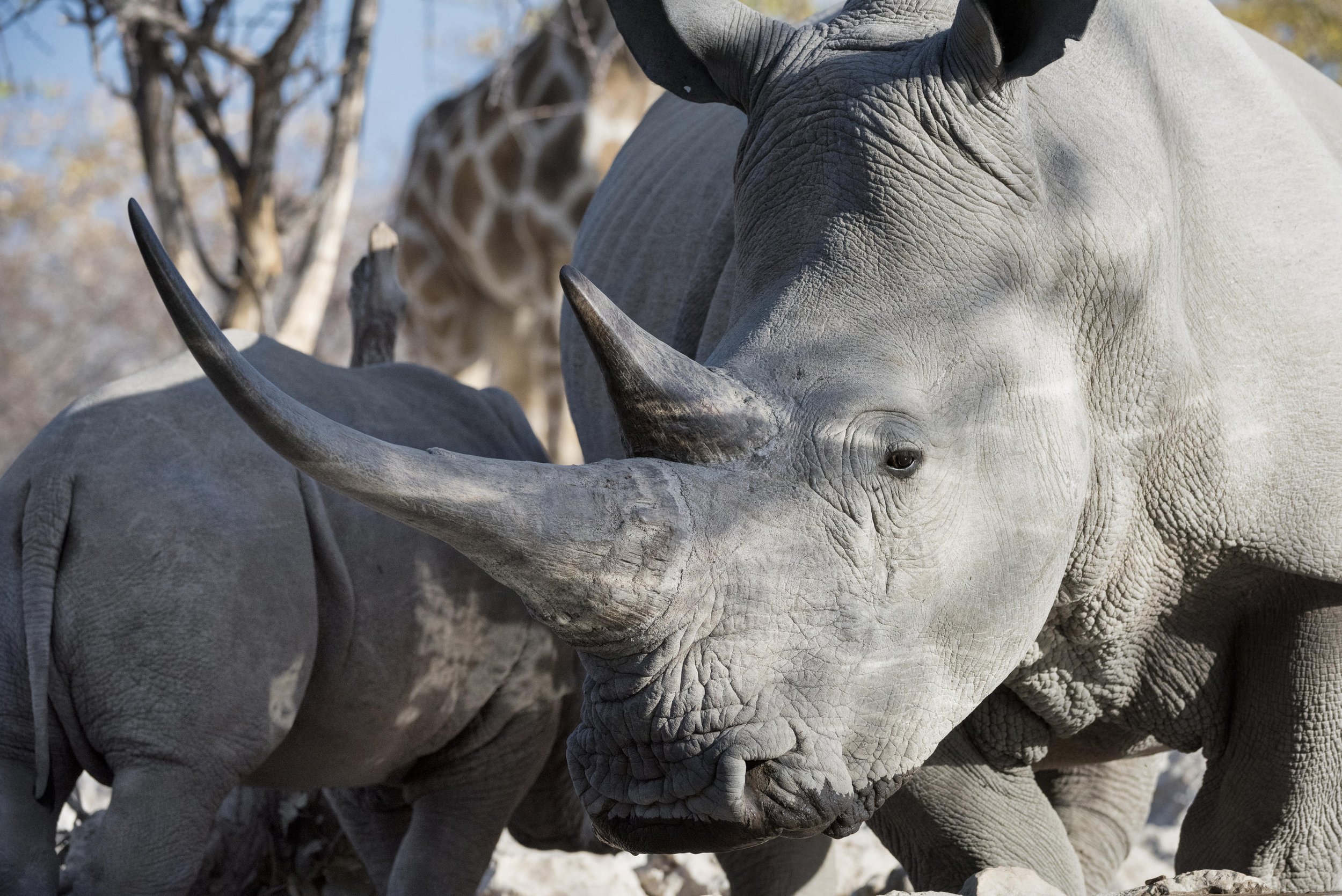 Ongava Game Reserve_4.jpg