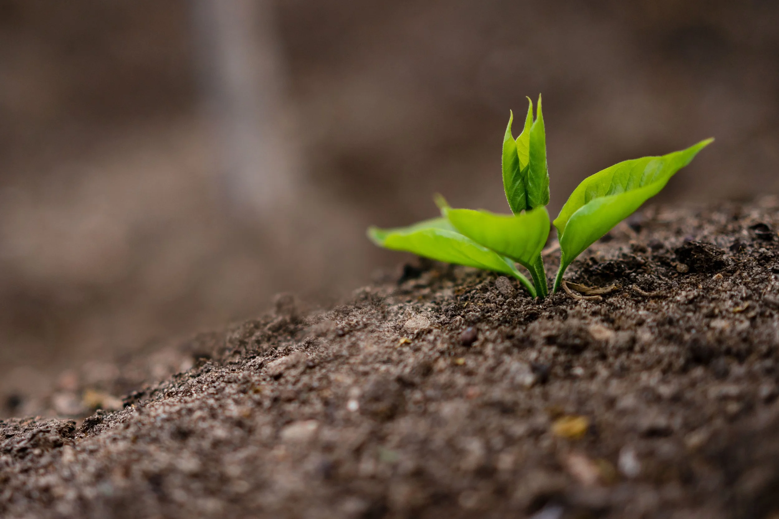 Translating Renewal | video