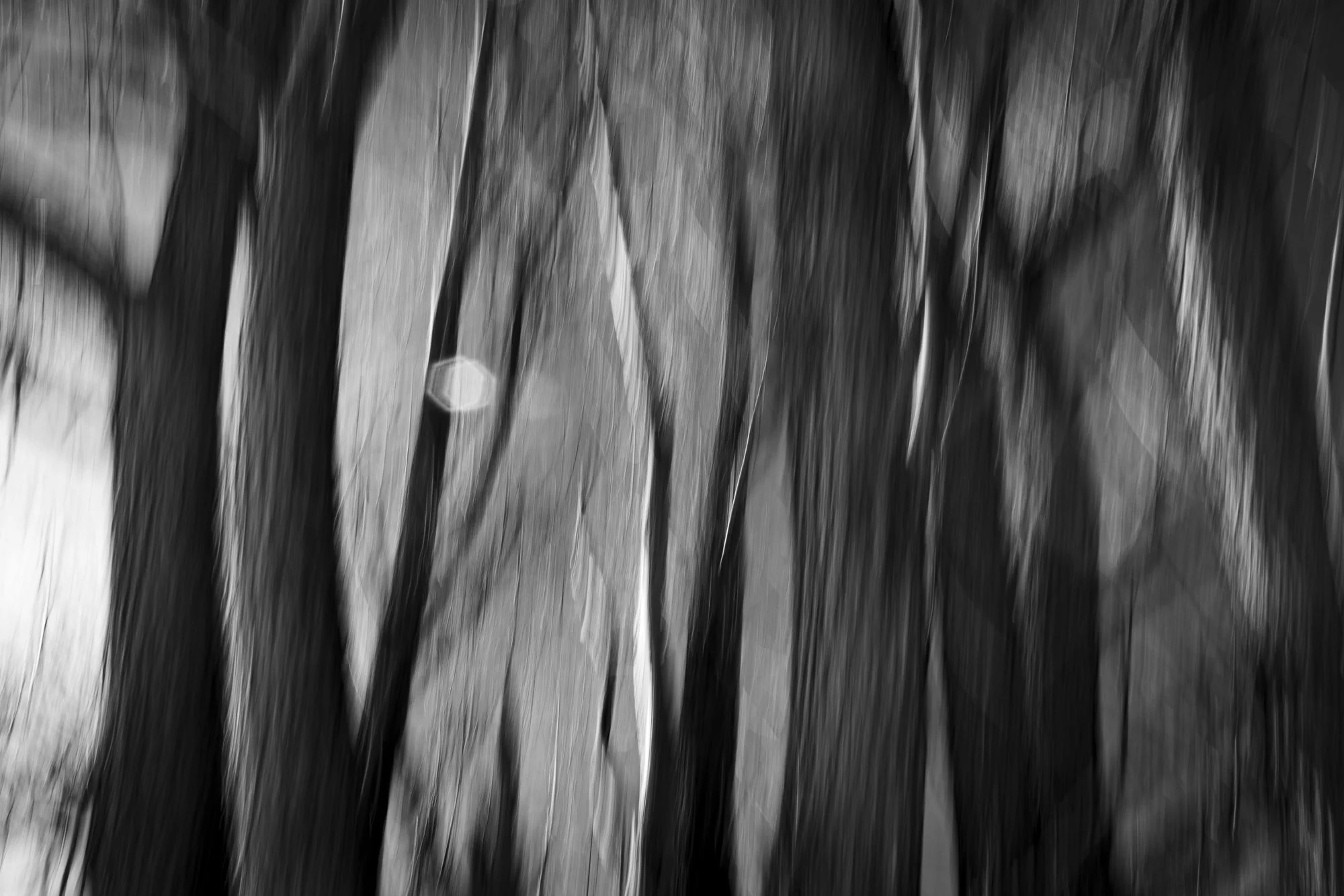 photo, art, monochrome, trees, blur