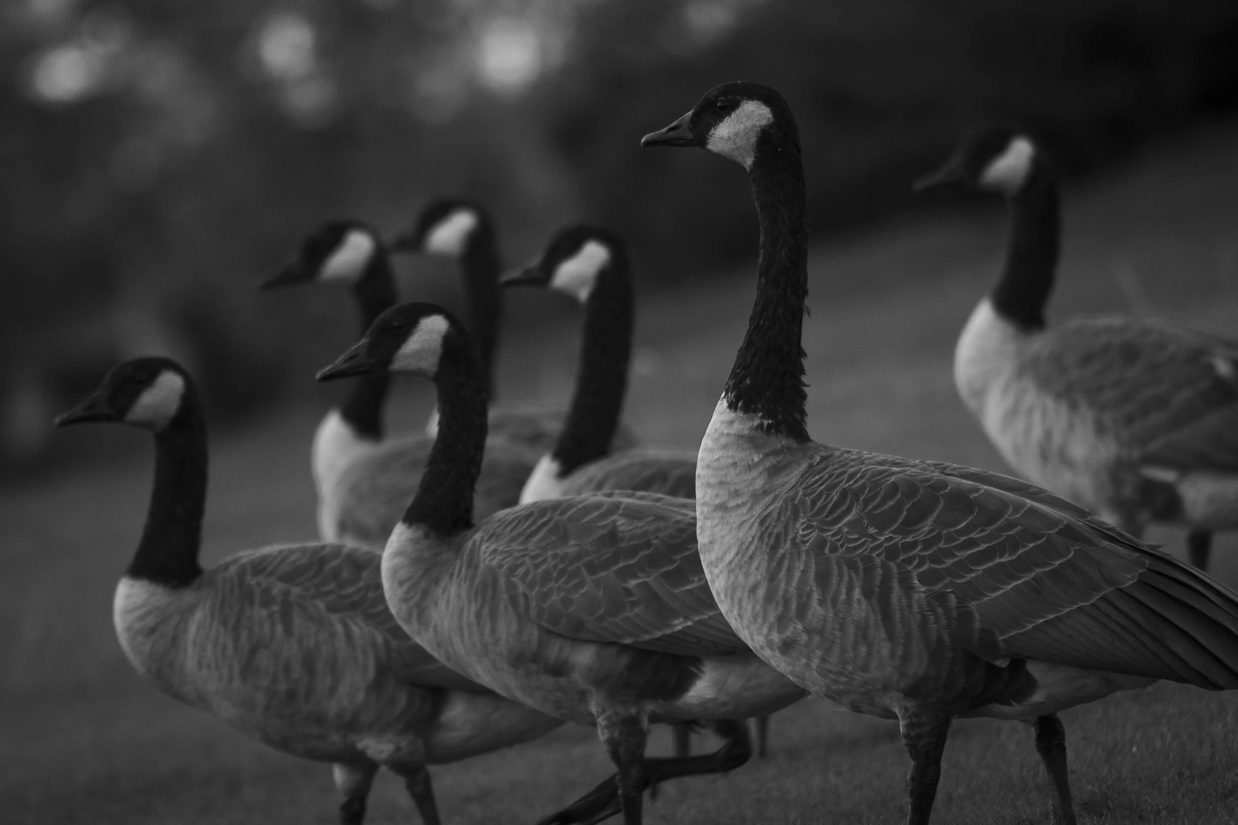 photo, art, monochrome, geese, contrasty