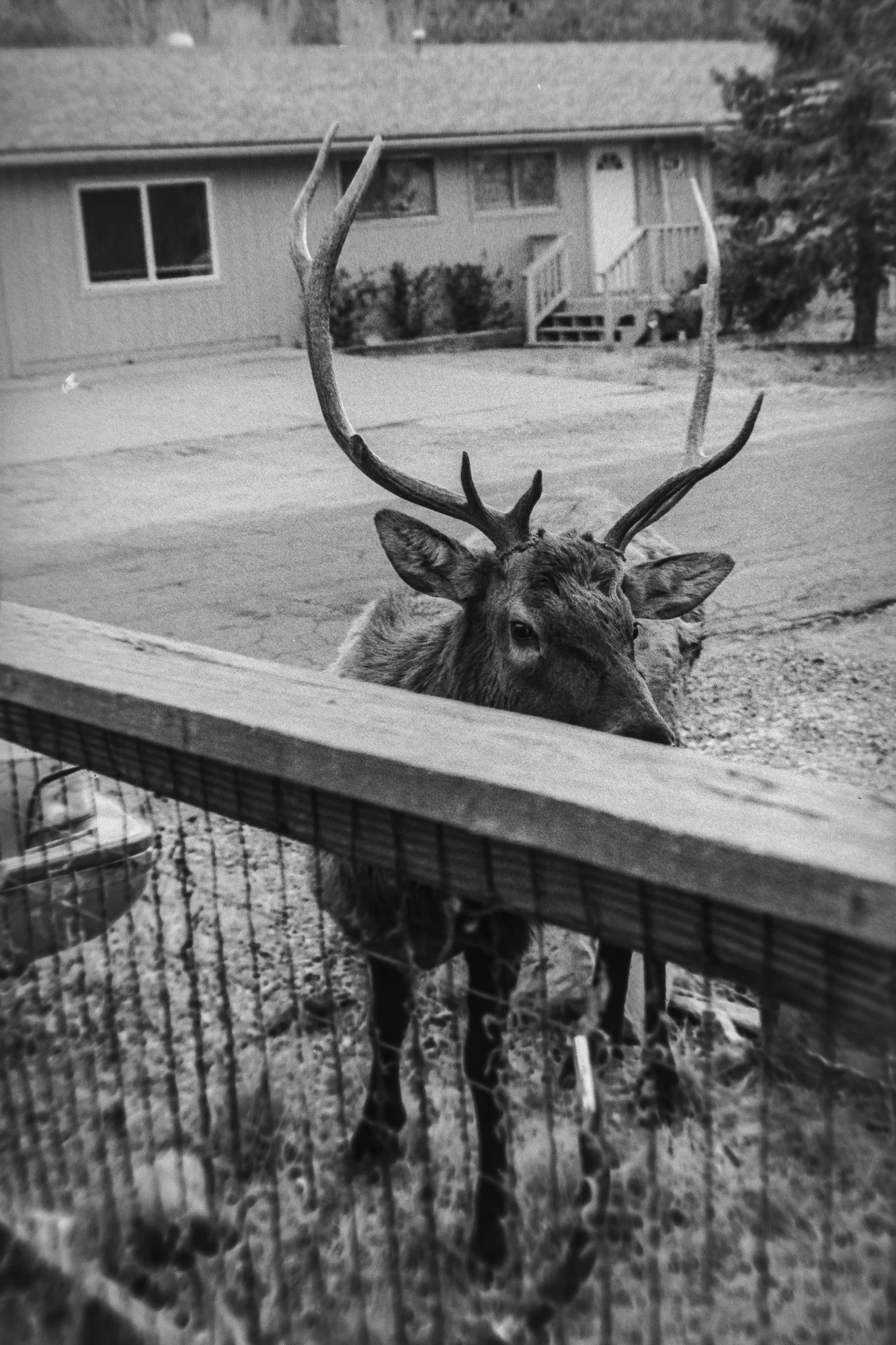 photo, art, monochrome, elk, film