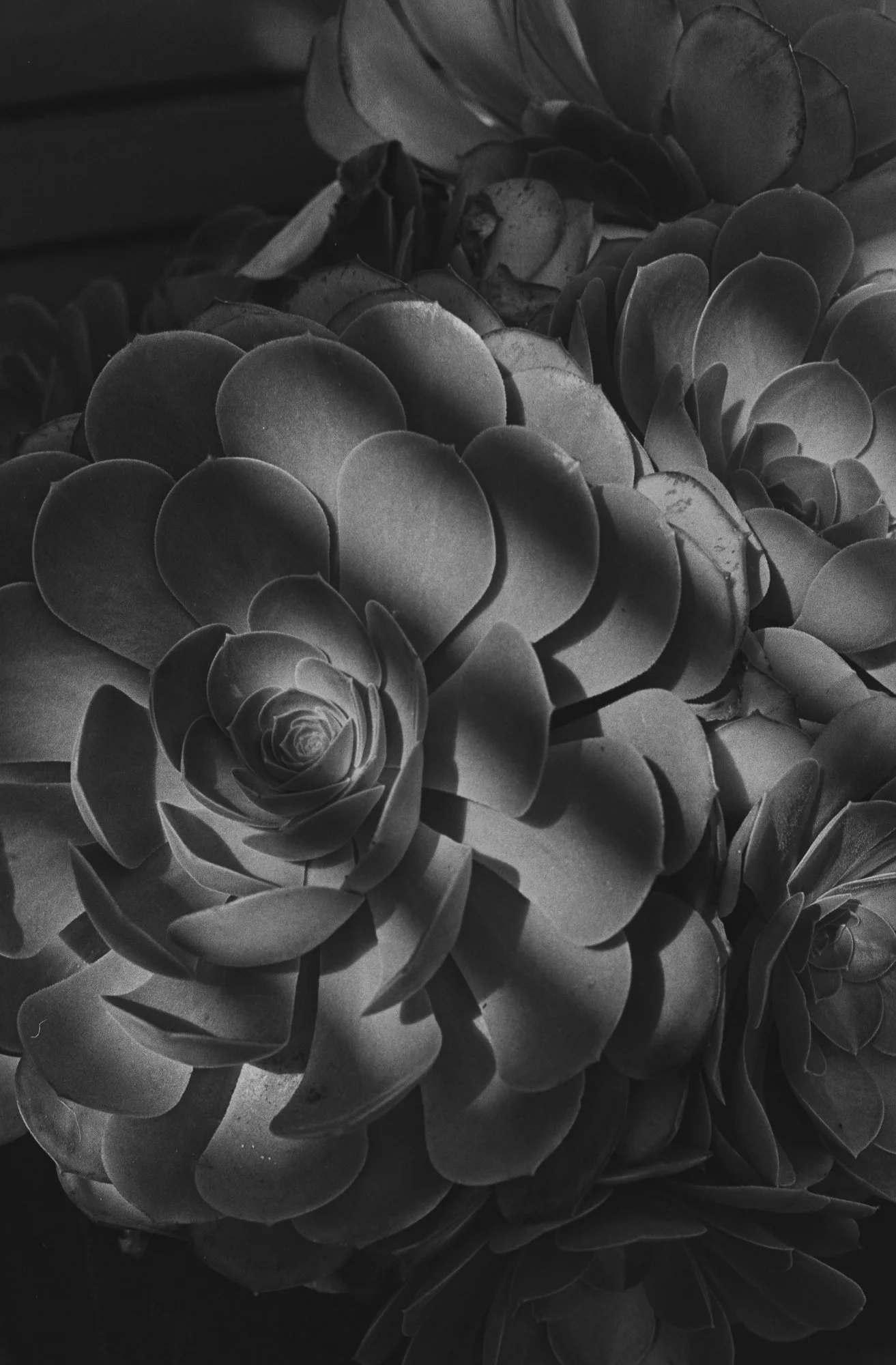 photo, art, monochrome, plants, succulents