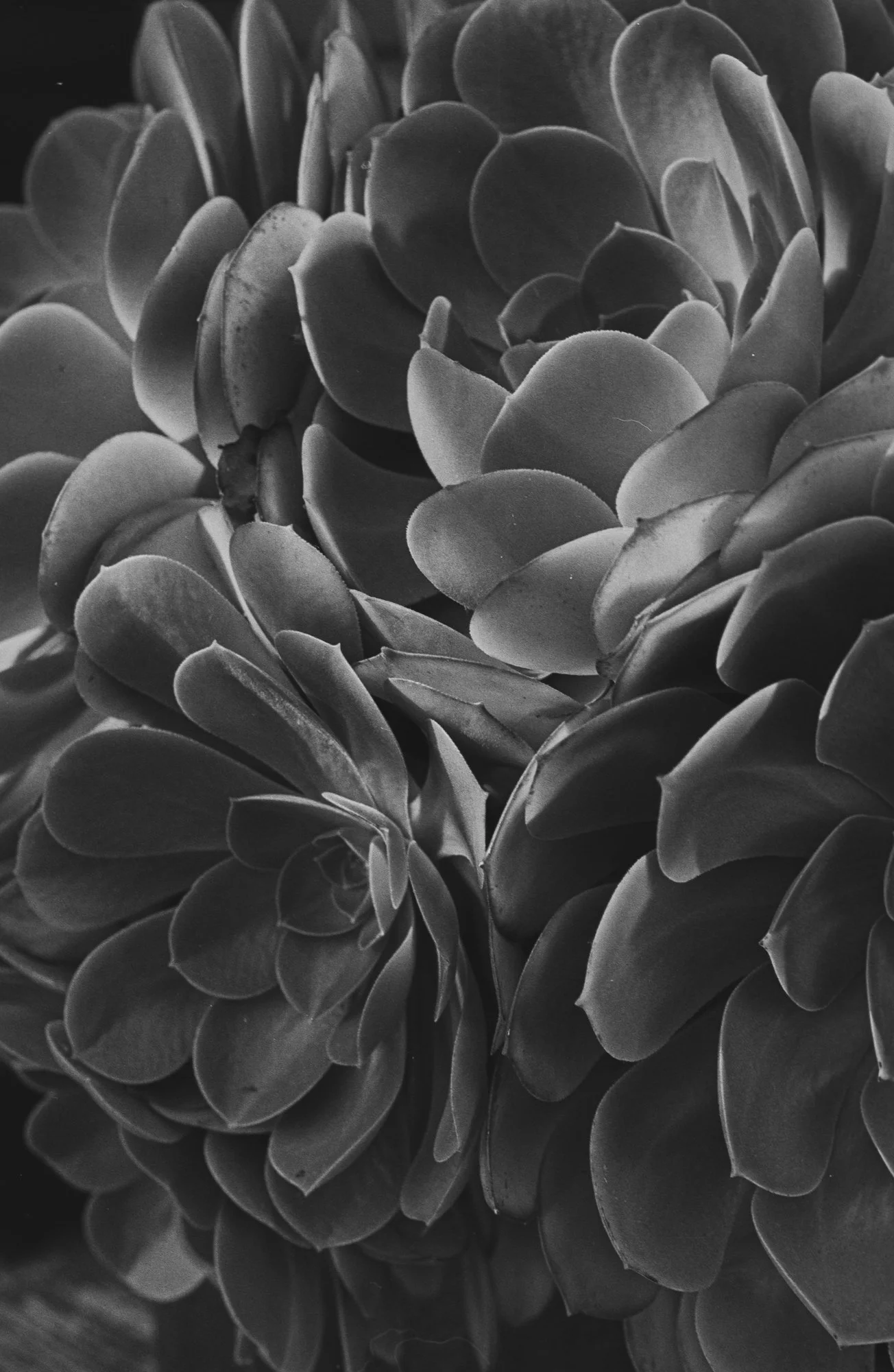 photo, art, monochrome, plants, succulents