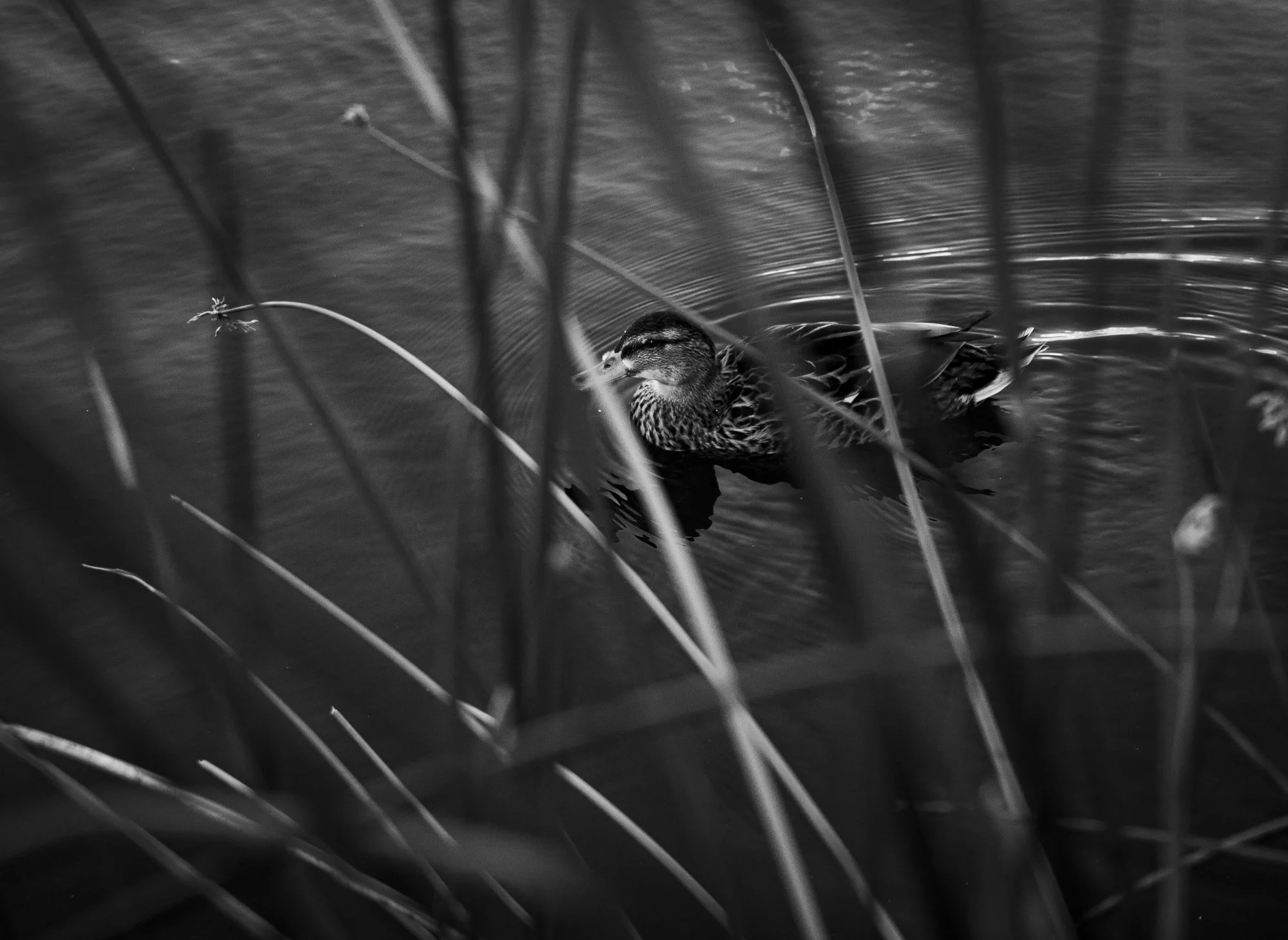 photo, art, monochrome, duck, pond