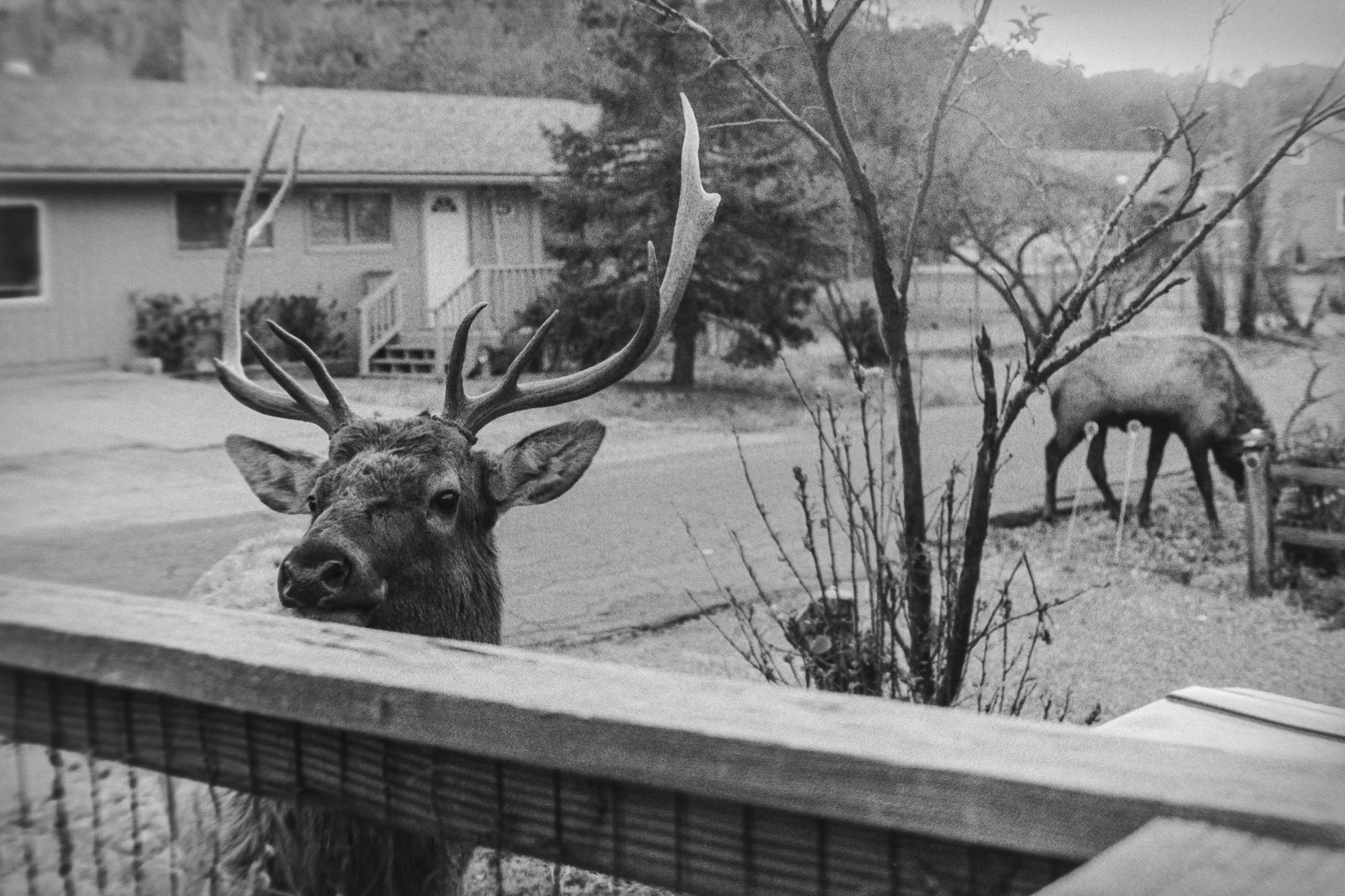 photo, art, monochrome, elk, contrasty