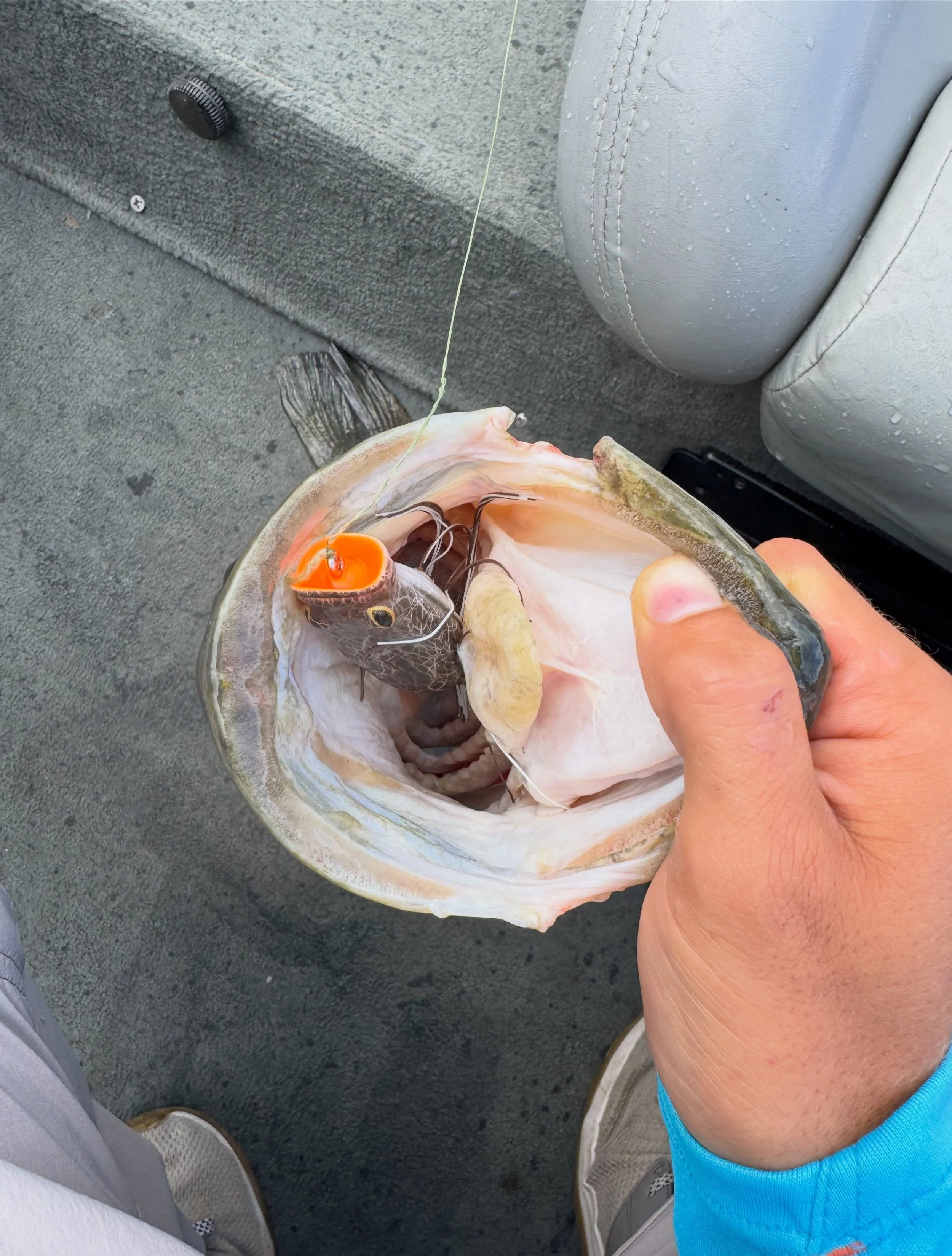 I took a little detour from chasing schooling and suspended fish! So I decided to pick up a @berkleyfishing swamp lord frog and make a few cast with it And I am glad I did! I was able to come across this 5lber and had another big bite i missed. It&rs