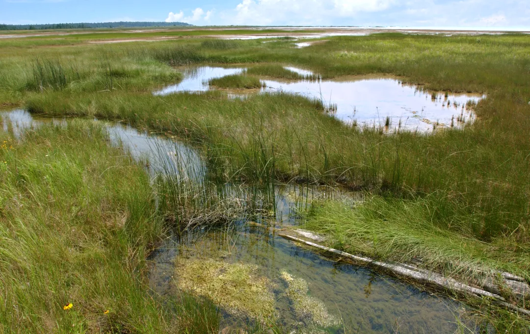 Habitat Destruction — Healthy Lakes