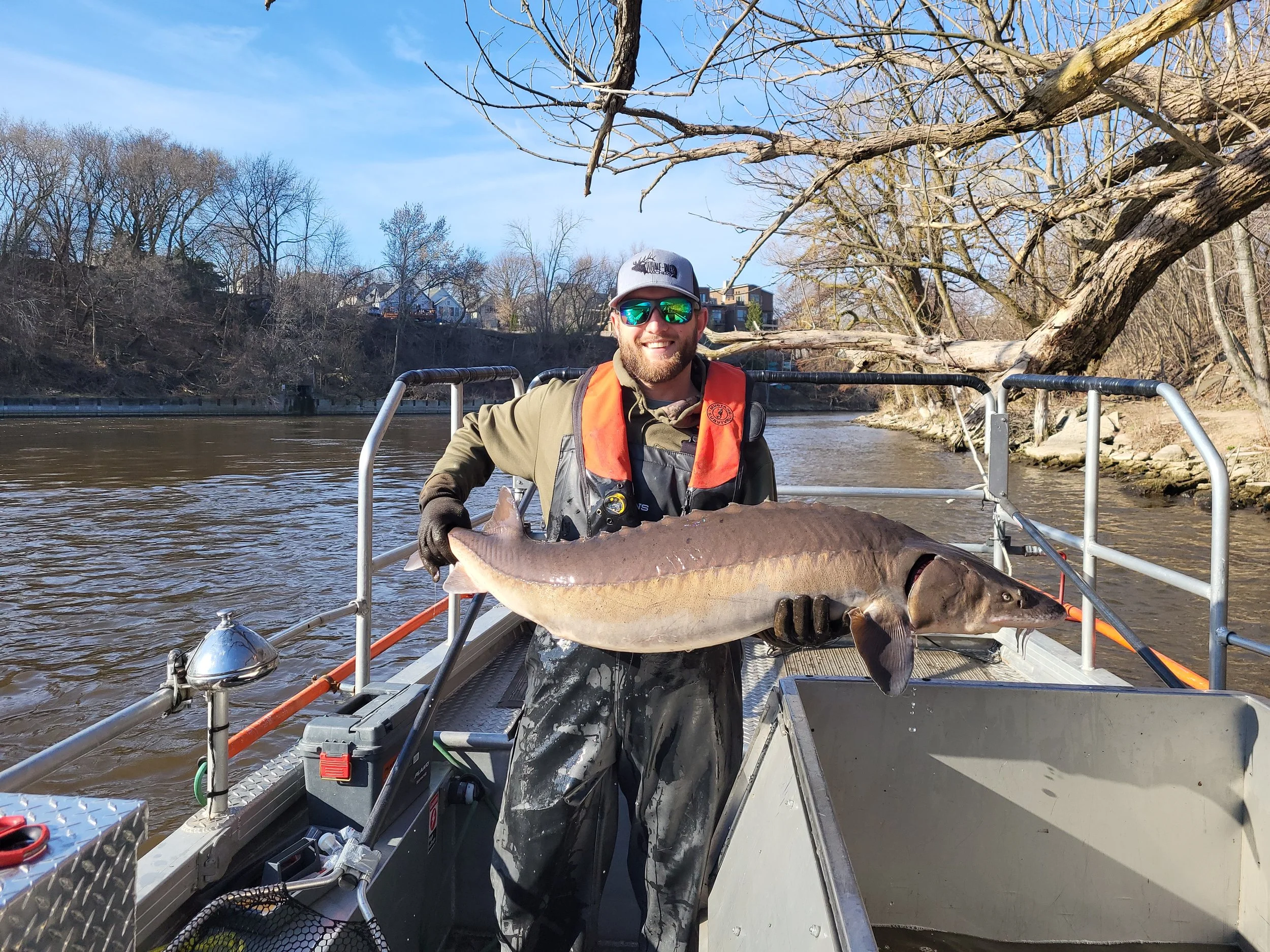 Lake Sturgeon Return to Ozaukee County, Wisconsin, in Major Win for Revitalization Efforts