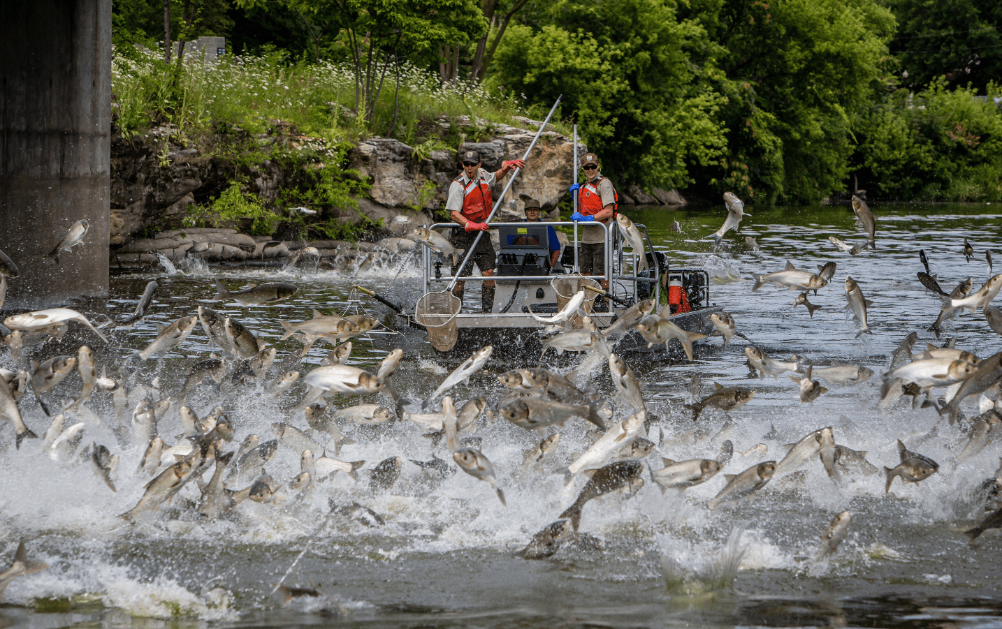 Great Lakes Groups Call for Construction to Restart on Invasive Carp Barrier