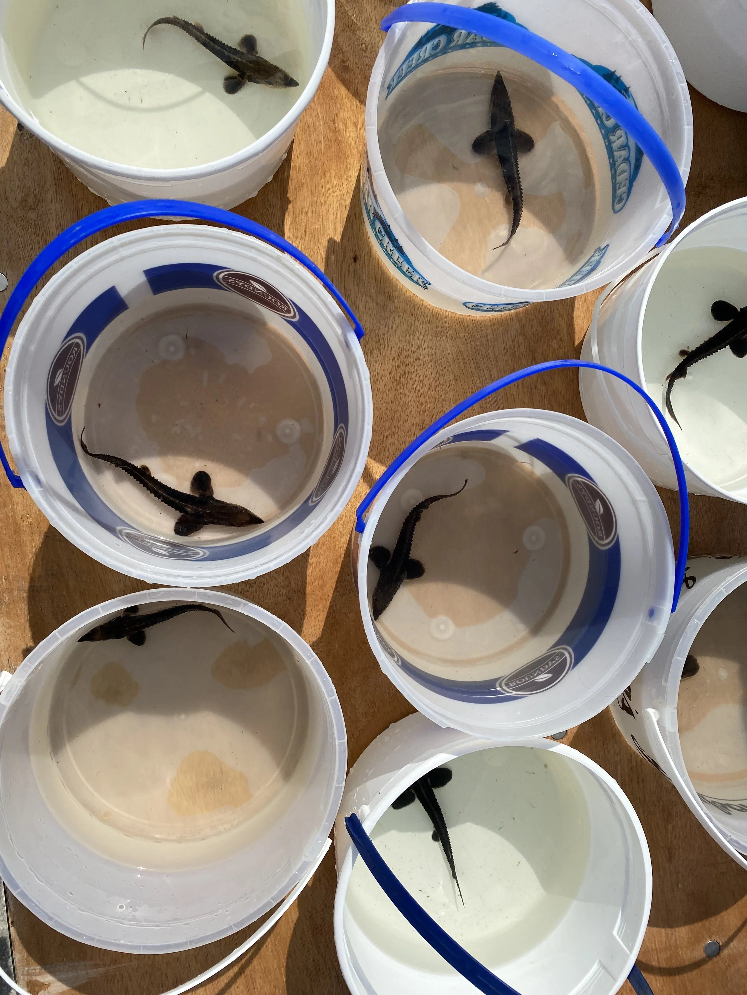 baby sturgeon in separate buckets