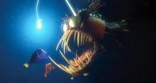 fish.jpg