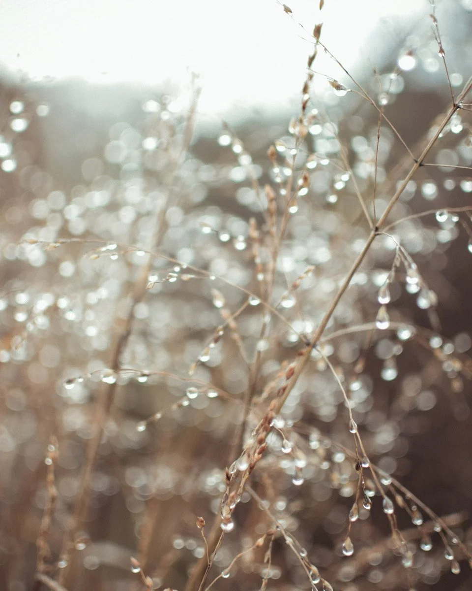 melting frost, wild grass, january, sw France
