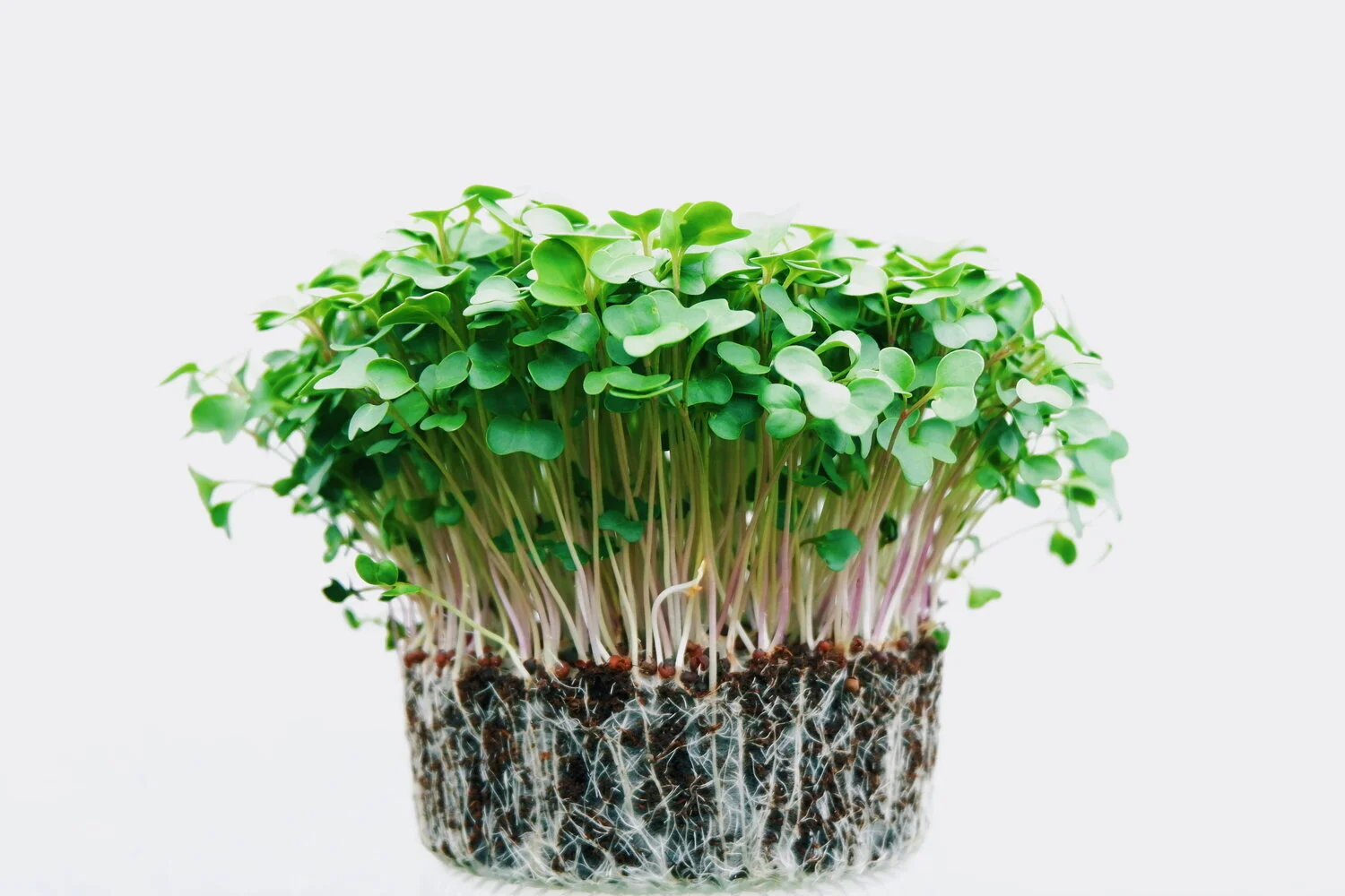 Why we love Organic Derived Ingredients