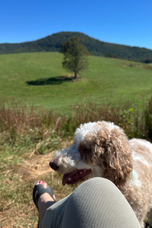 Puppy Approved Mountain Views