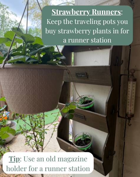 Strawberry Runner Station.png