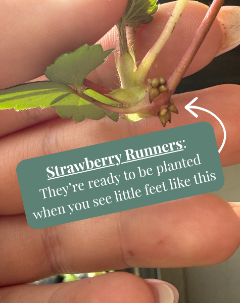 Strawberry Runner Station 2.png