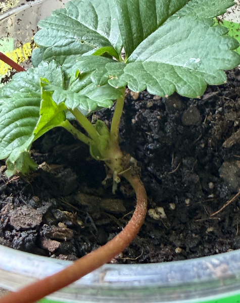 Strawberry Runner Station 3.png