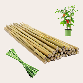 Support Posts for Climbing Plants