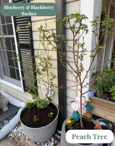 Blueberry, Blackberry, Peach.png