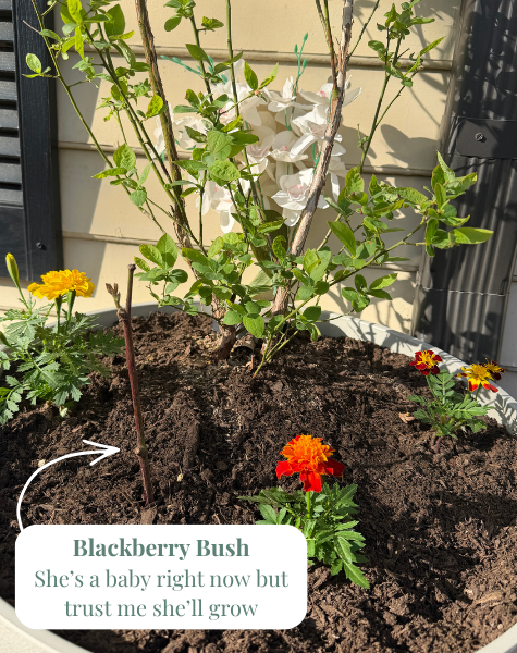 Blackberry Bush.png