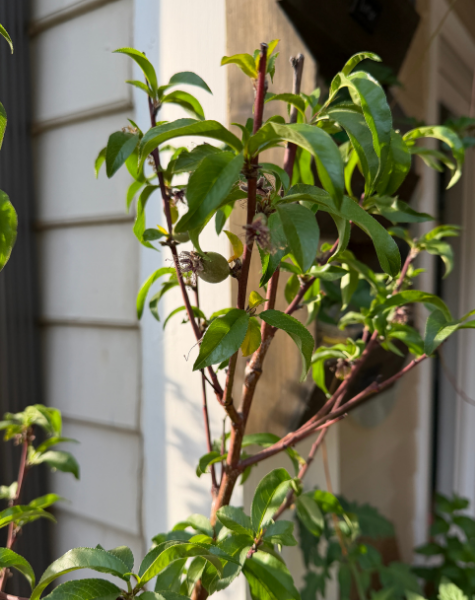 Beautiful pink flowers fall off to reveal baby peaches