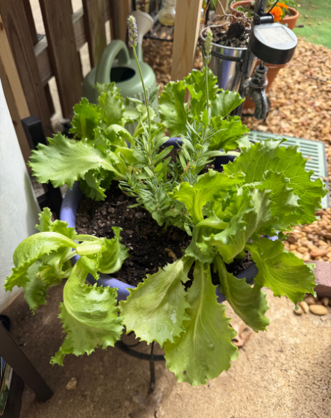 Lettuce &amp; Lavender are great together!