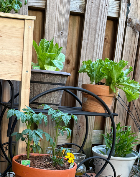 Romaine &amp; Iceberg Lettuce 