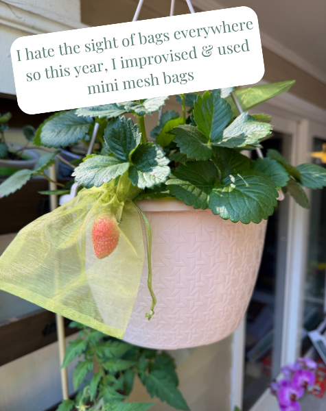 Strawberry Basket Protection.png
